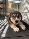 Bohdi (fka Barney at BARC shelter)