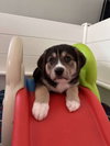 Bohdi (fka Barney at BARC shelter)