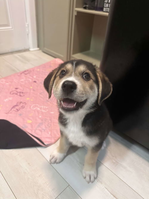 Bohdi (fka Barney at BARC shelter)