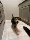 Bohdi (fka Barney at BARC shelter)