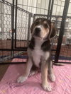 Bohdi (fka Barney at BARC shelter)