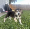 Bohdi (fka Barney at BARC shelter)