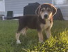 Bohdi (fka Barney at BARC shelter)