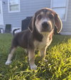 Bohdi (fka Barney at BARC shelter)