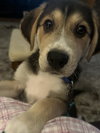 Bohdi (fka Barney at BARC shelter)