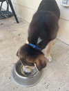 Bohdi (fka Barney at BARC shelter)