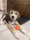 Bohdi (fka Barney at BARC shelter)