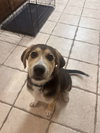 Bohdi (fka Barney at BARC shelter)