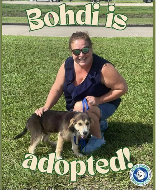 Bohdi (fka Barney at BARC shelter)