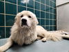 Yeti (fka Scruffy at shelter)