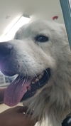Yeti (fka Scruffy at shelter)