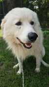 Yeti (fka Scruffy at shelter)