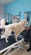 Yeti (fka Scruffy at shelter)