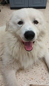 Yeti (fka Scruffy at shelter)