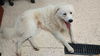 Yeti (fka Scruffy at shelter)
