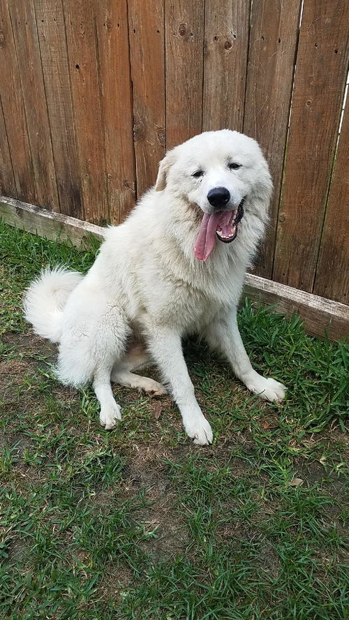 Yeti (fka Scruffy at shelter)