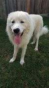 Yeti (fka Scruffy at shelter)