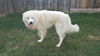 Yeti (fka Scruffy at shelter)