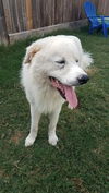 Yeti (fka Scruffy at shelter)