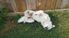 Yeti (fka Scruffy at shelter)
