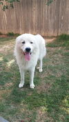 Yeti (fka Scruffy at shelter)