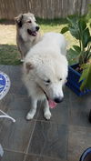 Yeti (fka Scruffy at shelter)
