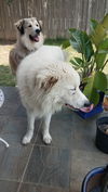 Yeti (fka Scruffy at shelter)