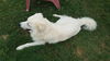 Yeti (fka Scruffy at shelter)