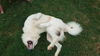 Yeti (fka Scruffy at shelter)