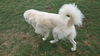 Yeti (fka Scruffy at shelter)