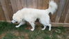 Yeti (fka Scruffy at shelter)