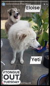 Yeti (fka Scruffy at shelter)
