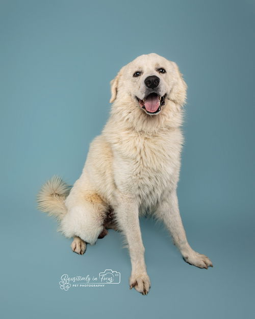 Yeti (fka Scruffy at shelter)