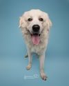 Yeti (fka Scruffy at shelter)