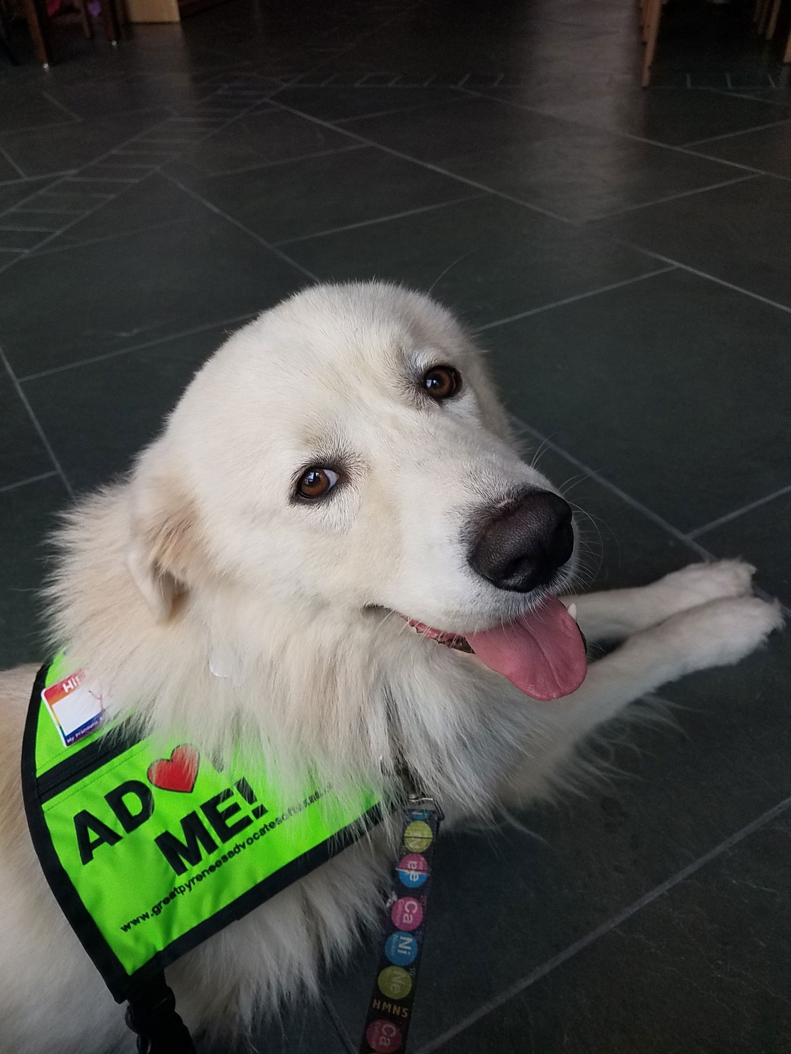adoptable Dog in Houston, TX named Yeti (fka Scruffy at shelter)