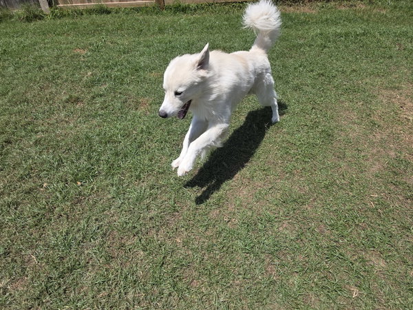 Yeti