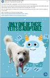 Yeti