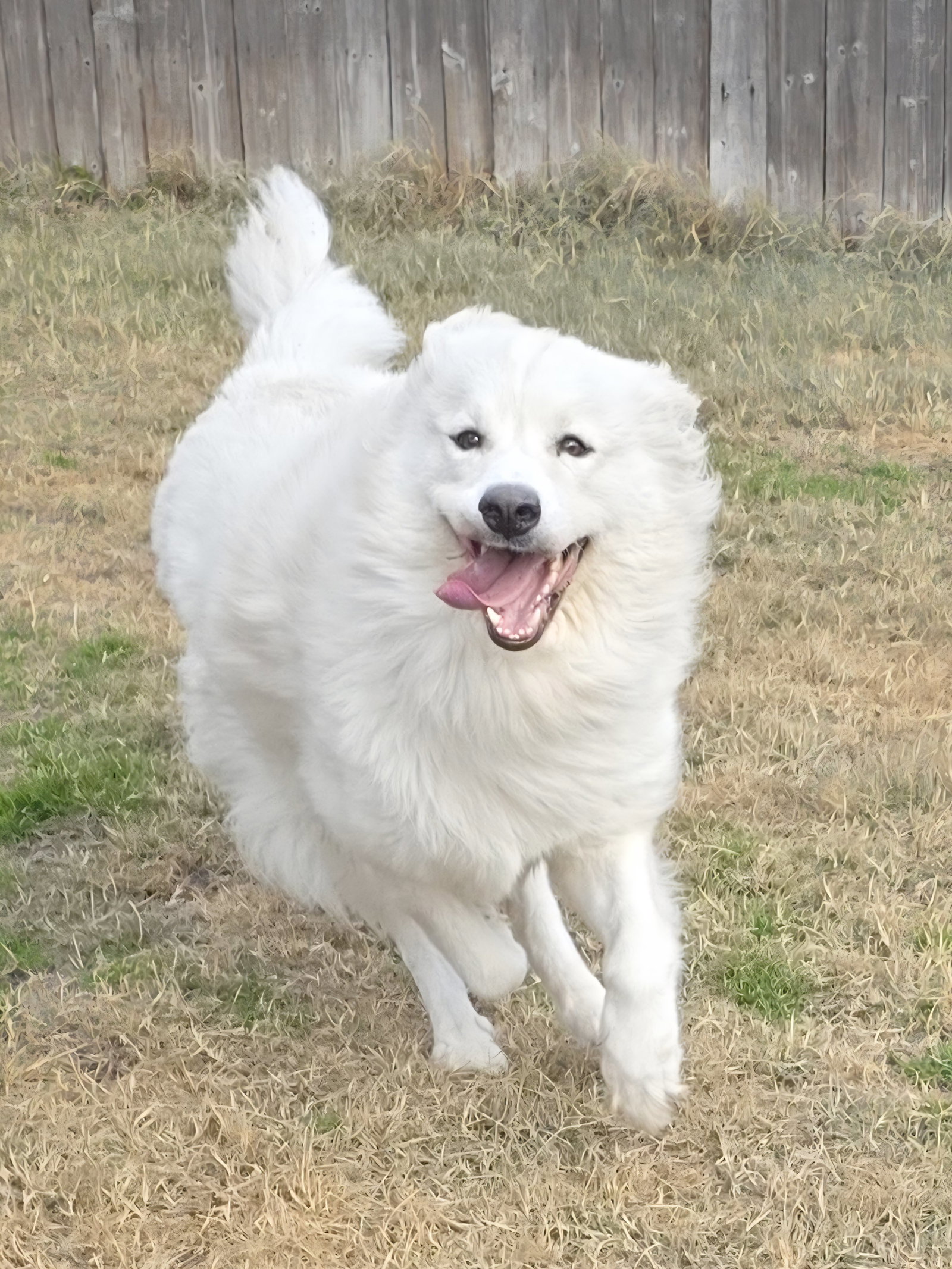 Yeti
