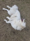 Yeti