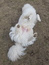 Yeti