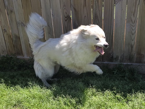 Yeti