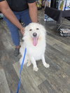 Yeti aka Caddo