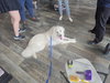 Yeti aka Caddo