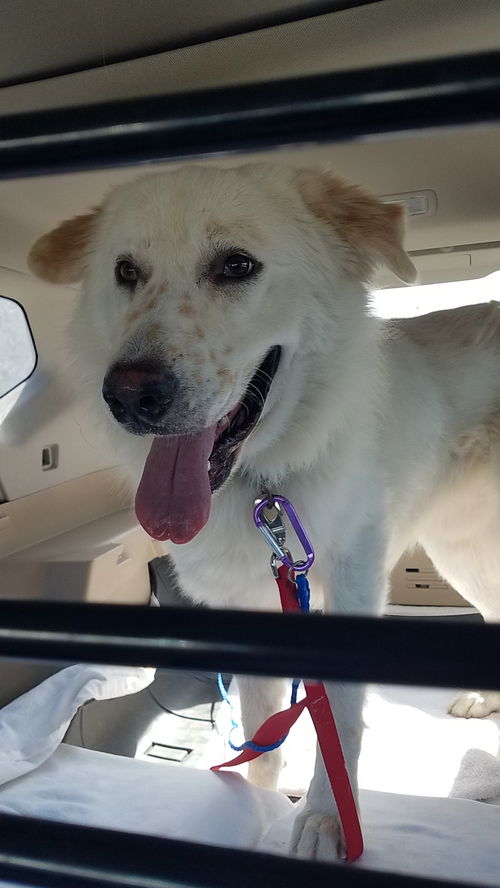 picture of the dog needing adoption