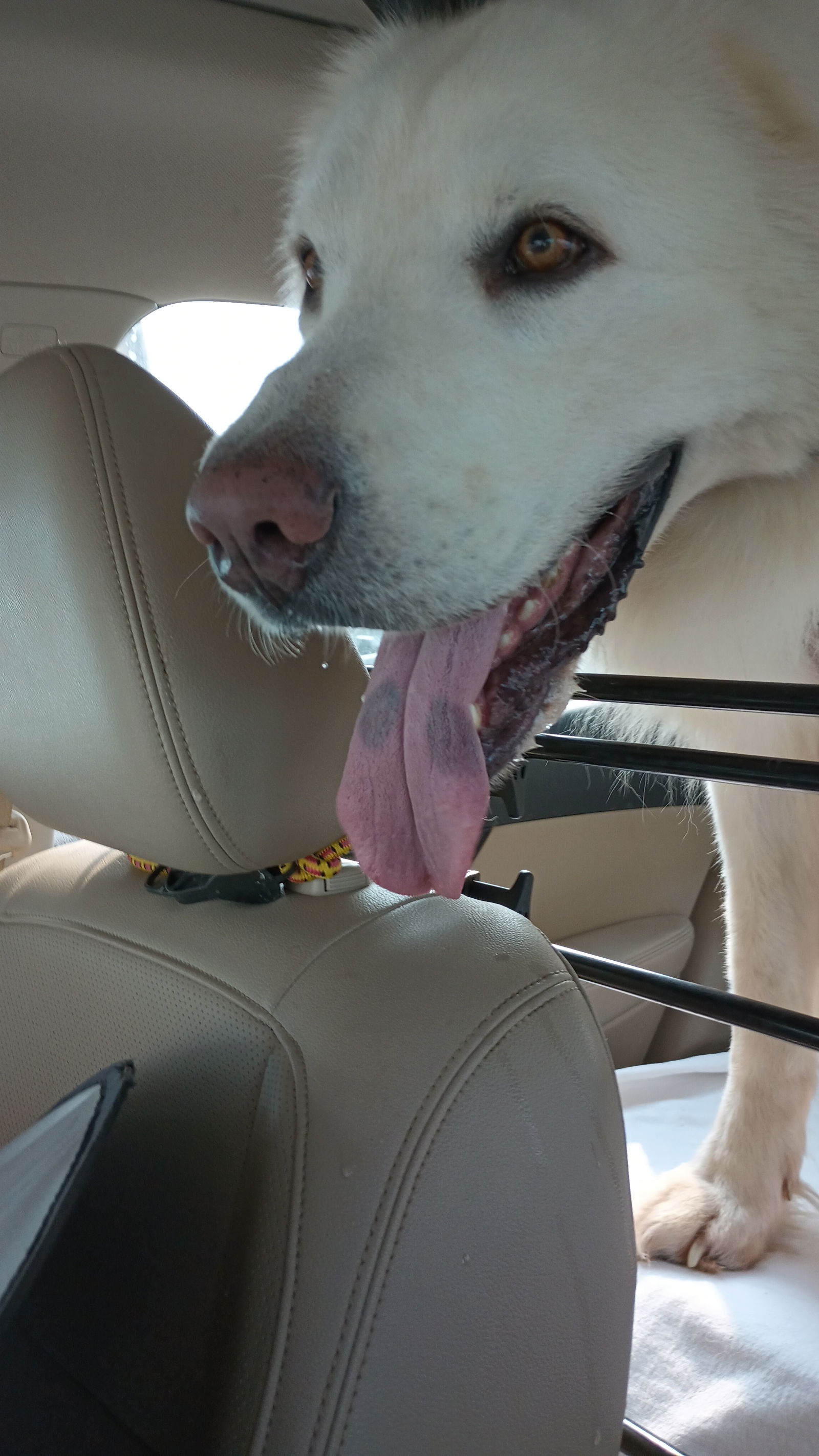 adoptable Dog in Houston, TX named Thor