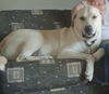 Charlie BOP (Big Ole Pooch!)