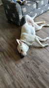 Charlie BOP (Big Ole Pooch!)