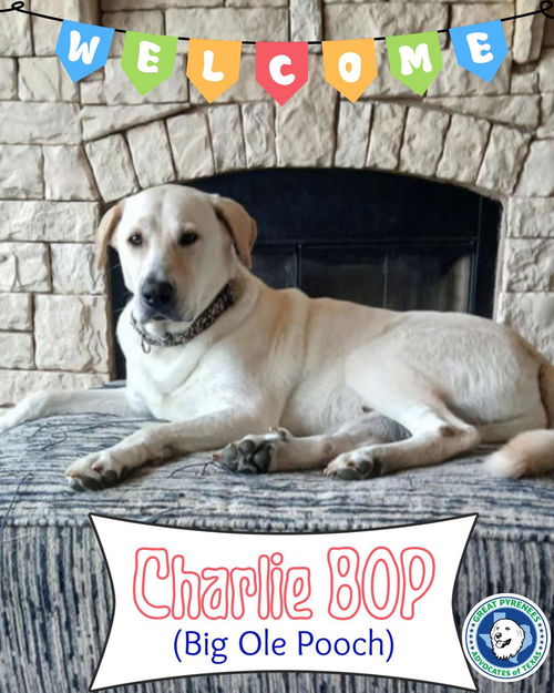 Charlie BOP (Big Ole Pooch!)