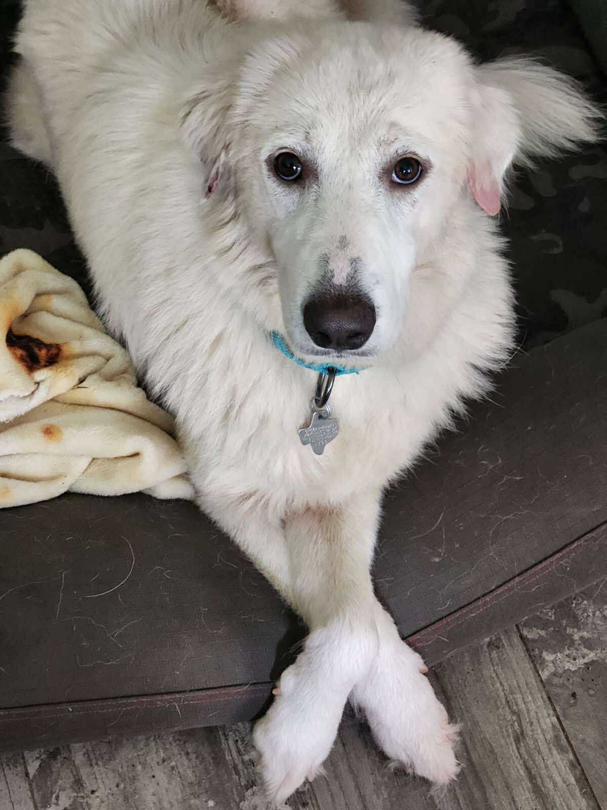 adoptable Dog in Houston, TX named Donna