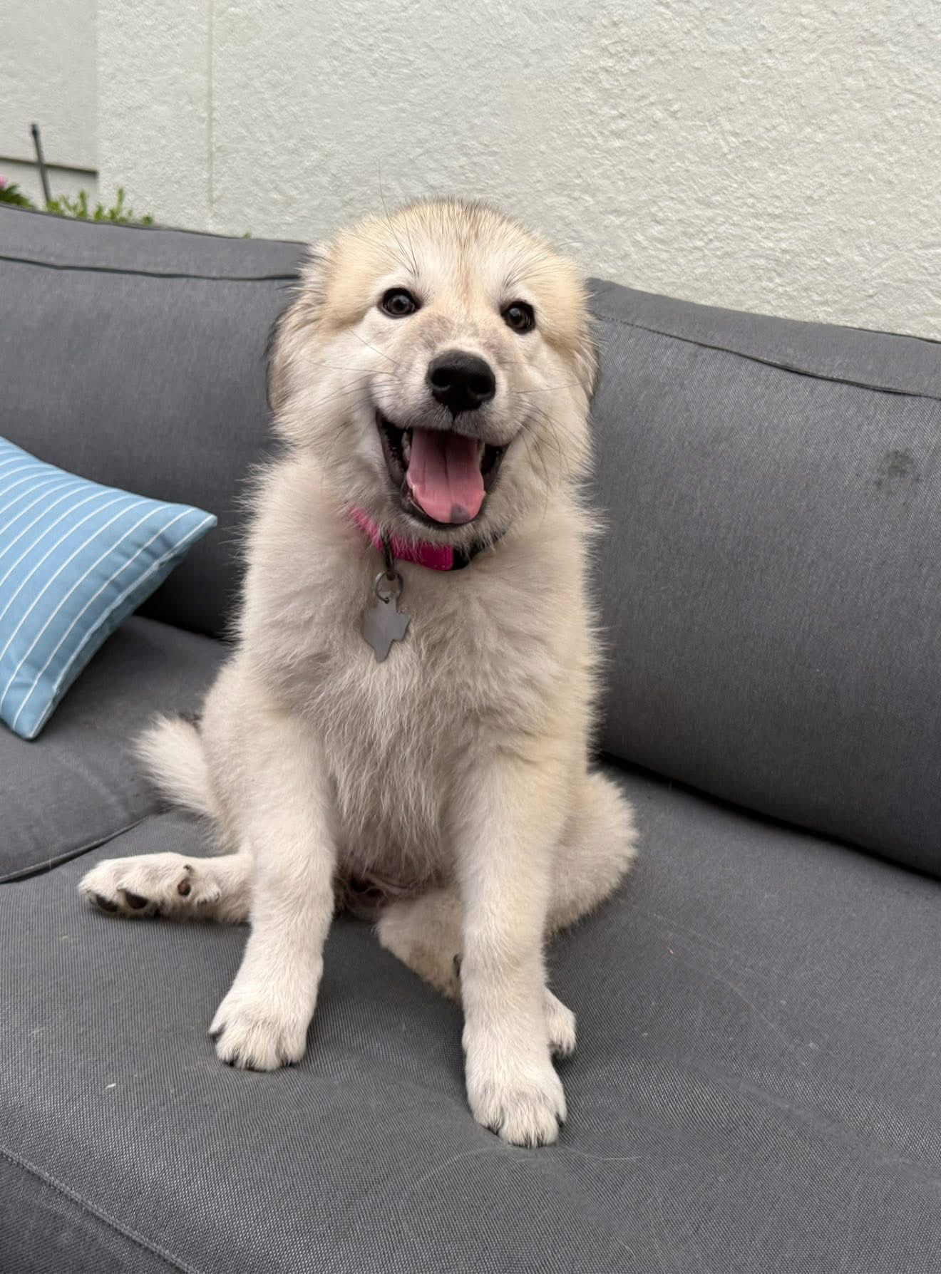 adoptable Dog in Houston, TX named Elise Pepper